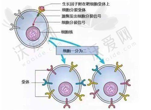 广东深圳艺星医疗美容医院黄海侠医生从医荣誉
