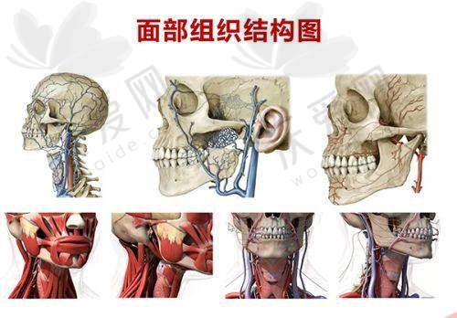 上海首尔丽格乔雅登极致玻尿酸0.8mL外轮廓塑形有哪些推荐医师？