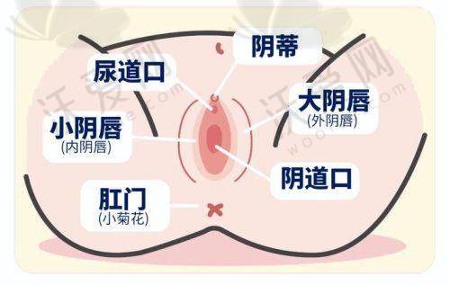 广州荔医医疗美容小阴唇手术作用成效良好