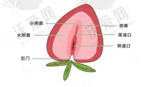 广州荔医医疗美容小阴唇手术技术优势显著